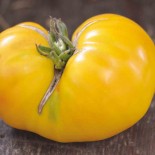 TOMATE JAUNE Huge Lemon Oxheart - Graines BIO