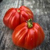 TOMATE LIGURIA - Graines BIO | Ferme de Sainte Marthe | Graines et Bio