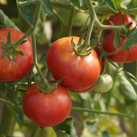 TOMATE ROSE DE BERNE - Graines BIO | Ferme de Sainte Marthe | Graines et Bio TOMATE ROSE DE BERNE - Graines BIO | Ferme de Sainte Marthe | Graines et Bio