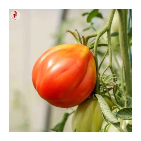 TOMATE COEUR DE BOEUF de Nice - Graines BIO | KOKOPELLI | Graines et Bio