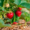 FRAISIER ALEXANDRIE - Graines BIO | Ferme de Sainte Marthe | Graines et Bio