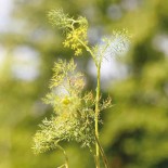 🌿 Graines AROMATIQUES et MEDICINALES - ANETH OFFICINAL - Graines BIO