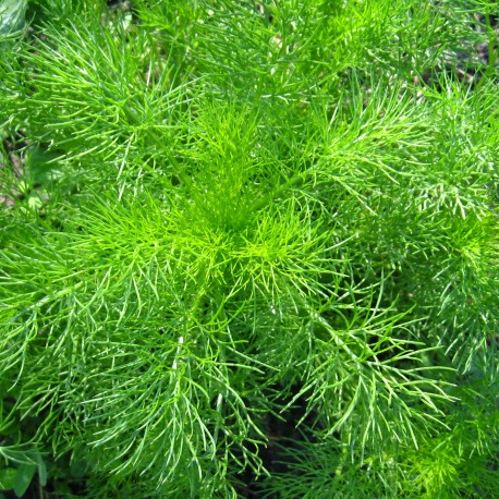 ANETH OFFICINALE - Graines BIO | Ferme de Sainte Marthe | Graines et Bio