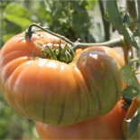 TOMATE ANANAS PINEAPPLE - Graines BIO | Ferme de Sainte Marthe | Graines et Bio