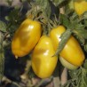TOMATE BANANA LEGS - Graines BIO | Ferme de Sainte Marthe | Graines et Bio