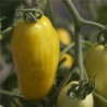 TOMATE BANANA LEGS - Graines BIO | Ferme de Sainte Marthe | Graines et Bio