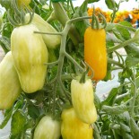 TOMATE BANANA LEGS - Graines BIO | Ferme de Sainte Marthe | Graines et Bio