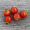 TOMATE CERISE - Graines BIO | Ferme de Sainte Marthe | Graines et Bio
