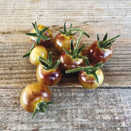 TOMATE CERISE "Blue Cream Berries" - Graines BIO | Ferme de Sainte Marthe | Graines et Bio