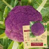 CHOU-FLEUR VIOLET de Sicile - Graines BIO | La Semence Bio | Graines et Bio