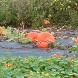 COURGE de CONCOURS MAXIMA "Atlantic Giant" - Graines BIO | KOKOPELLI | Graines et Bio