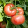 Pack "Les Incontournables du Potager" - Graines Bio |  | Graines et Bio