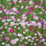 TRIO GAGNANT: Chou Cosmos Mélisse - Graines BIO PRÉSEMÉ | Ernest Turc | Graines et Bio