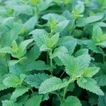 TRIO GAGNANT: Chou Cosmos Mélisse - Graines BIO PRÉSEMÉ | Ernest Turc | Graines et Bio