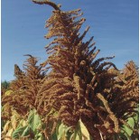 AMARANTE À GRAINS Golden Giant - Graines BIO | KOKOPELLI | Graines et Bio