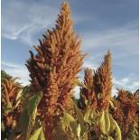 AMARANTE À GRAINS Golden Giant - Graines BIO | KOKOPELLI | Graines et Bio