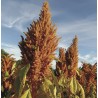 AMARANTE À GRAINS Golden Giant - Graines BIO | KOKOPELLI | Graines et Bio