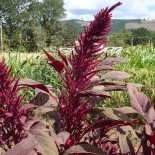 AMARANTE À GRAINS Rodale Red Leaf - Graines BIO | KOKOPELLI | Graines et Bio