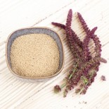 🌱 Graines AMARANTE - AMARANTE À GRAINS Guarijio - Graines BIO