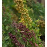 QUINOA à semer "Temuco" - Graines BIO | KOKOPELLI | Graines et Bio