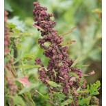 QUINOA à semer "Temuco" - Graines BIO | KOKOPELLI | Graines et Bio