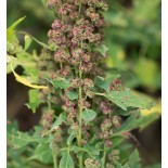 QUINOA à semer "Temuco" - Graines BIO | KOKOPELLI | Graines et Bio