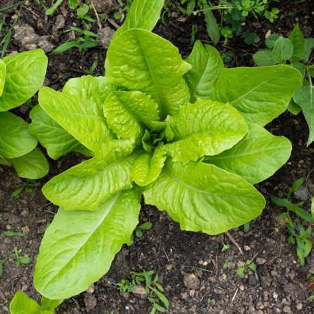 LAITUE ROMAINE BLONDE MARAICHÈRE - Graines BIO | KOKOPELLI | Graines et Bio