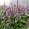 AGASTACHE FENOUIL - Graines BIO | KOKOPELLI | Graines et Bio