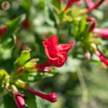 BELLE DE NUIT ROUGE - Graines BIO | KOKOPELLI | Graines et Bio