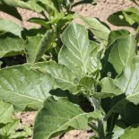 GINSENG INDIEN ou  WITHANIA AFRICAIN - Graines BIO | KOKOPELLI | Graines et Bio