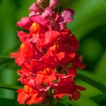 GUEULE DE LOUP - MIX - Graines BIO | KOKOPELLI | Graines et Bio