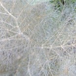 FENOUIL BRONZE - Graines BIO | KOKOPELLI | Graines et Bio