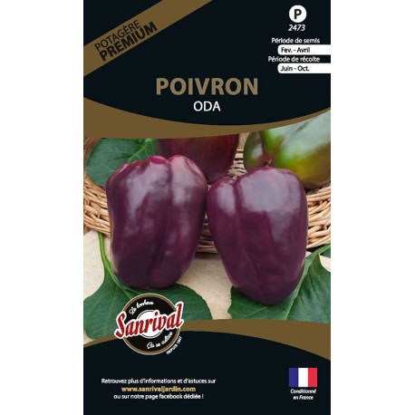 POIVRON VIOLET Oda - Graines PREMIUM non traitées | SANRIVAL | Graines et Bio