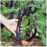 AUBERGINE JAPANESE PICKLING - Graines BIO | La Semence Bio | Graines et Bio