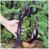 AUBERGINE JAPANESE PICKLING - Graines BIO | La Semence Bio | Graines et Bio