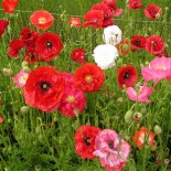 COQUELICOTS Mélange de Couleurs - Graines BIO | Ferme de Sainte Marthe | Graines et Bio