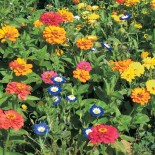 FLEURS Mellifères pour BALCON (25 grammes) - Graines en mélange | Ferme de Sainte Marthe | Graines et Bio