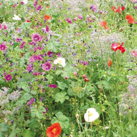 FLEURS pour l'OMBRE - Graines en Mélange | Ferme de Sainte Marthe | Graines et Bio