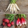 RADIS en MÉLANGE - Graines BIO | Ferme de Sainte Marthe | Graines et Bio