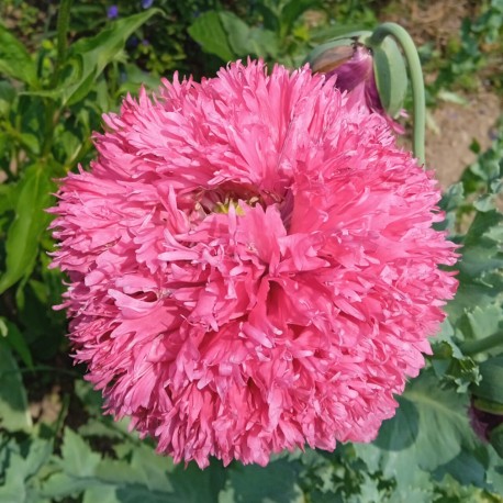 PAVOT ROSE "Fine Petal Pink Peony" - Graines BIO | KOKOPELLI | Graines et Bio PAVOT ROSE "Fine Petal Pink Peony" - Graines BIO | KOKOPELLI | Graines et Bio