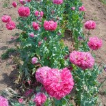 PAVOT ROSE "Fine Petal Pink Peony" - Graines BIO | KOKOPELLI | Graines et Bio