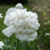 PAVOT BLANC "Snowball Peony" - Graines BIO | KOKOPELLI | Graines et Bio