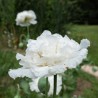 PAVOT BLANC "Snowball Peony" - Graines BIO | KOKOPELLI | Graines et Bio