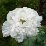 PAVOT BLANC "Snowball Peony" - Graines BIO | KOKOPELLI | Graines et Bio