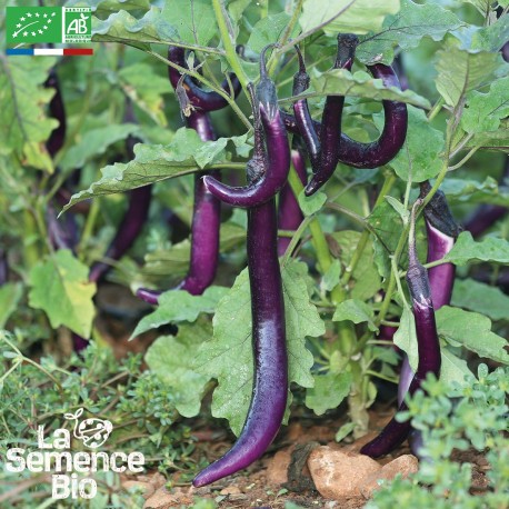 AUBERGINE JAPANESE PICKLING - Graines BIO | La Semence Bio | Graines et Bio AUBERGINE JAPANESE PICKLING - Graines BIO | La Semence Bio | Graines et Bio