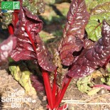 BLETTE (ou Carde) CHARLOTTE - Graines BIO | La Semence Bio | Graines et Bio