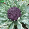 BROCOLI VIOLET du Cap - Graines BIO | La Semence Bio | Graines et Bio