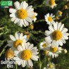 CAMOMILLE ROMAINE - Graines BIO | La Semence Bio | Graines et Bio