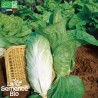 CHICORÉE PAIN DE SUCRE - Graines BIO | La Semence Bio | Graines et Bio