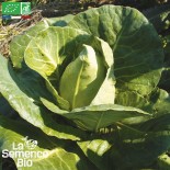 CHOU CABUS BLANC pointu - Graines BIO | La Semence Bio | Graines et Bio
